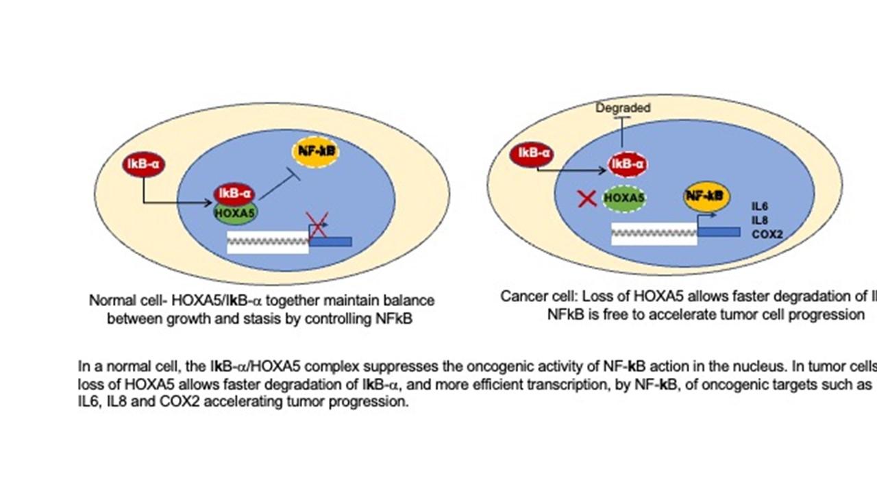 Clues Found Regarding Tumor Suppressor Genes Breast Cancer Activity Biology Diagrams